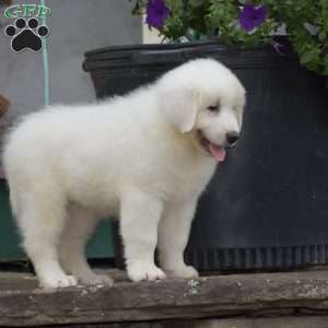 Chloe, Great Pyrenees Puppy